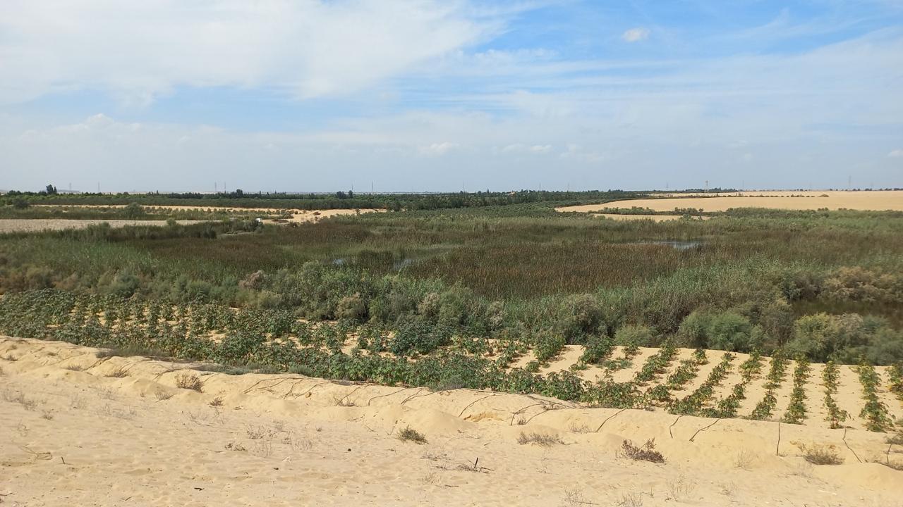 مركز بحوث الصحراء يتابع حصاد الخروع بالقنطرة شرق